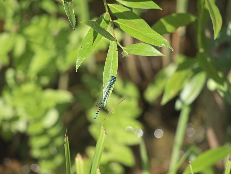 Dragonfly,
      Orth